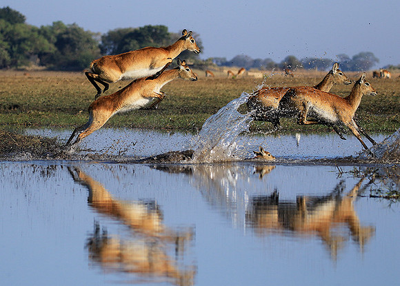 Kafue NP