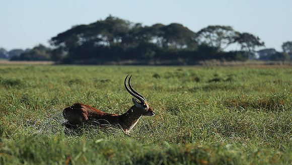 Kafue NP