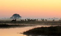 Lechwes in morning mist - Kafue NP