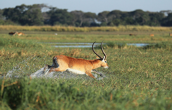 Kafue NP