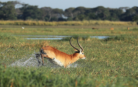 Kafue NP