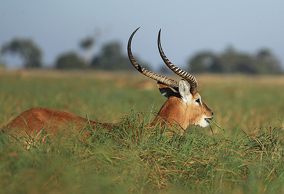 Kafue NP
