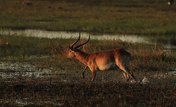 Kafue NP
