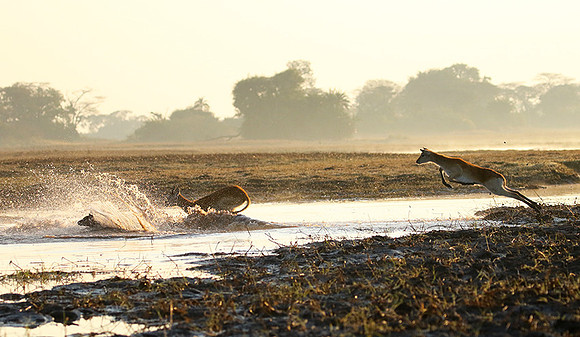 Kafue NP