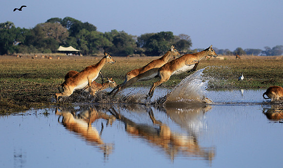 Kafue NP