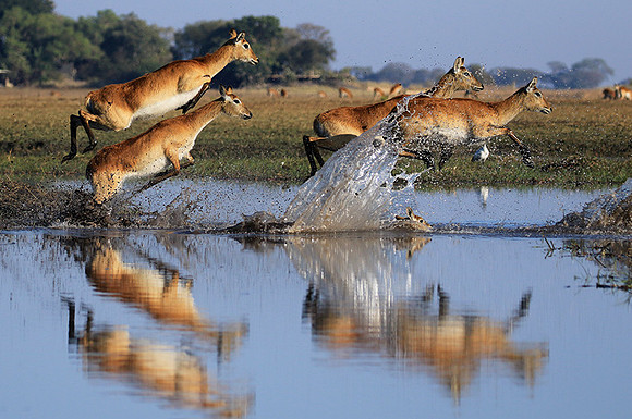 Kafue NP