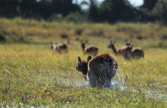 Kafue NP