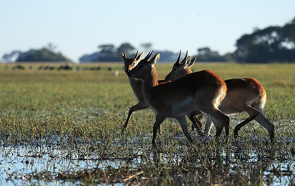 Kafue NP