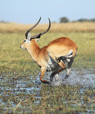 Kafue NP