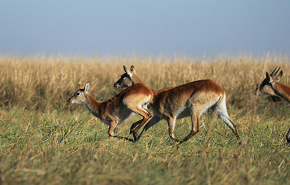 Kafue NP