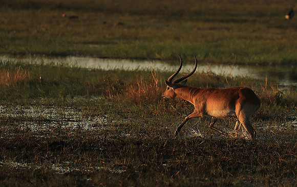 Kafue NP