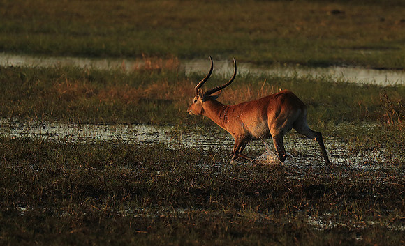 Kafue NP