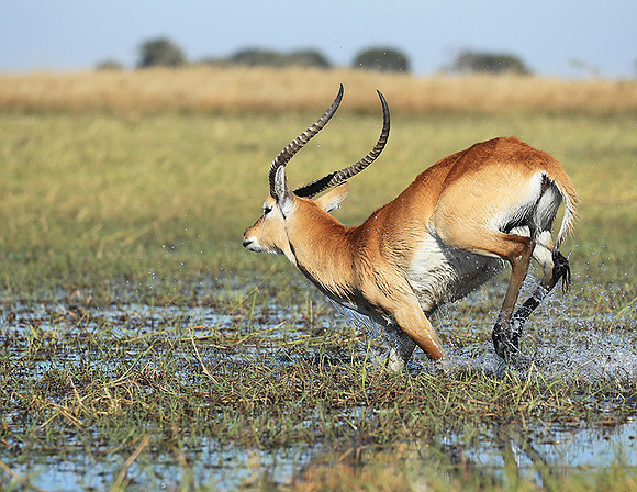 Kafue NP