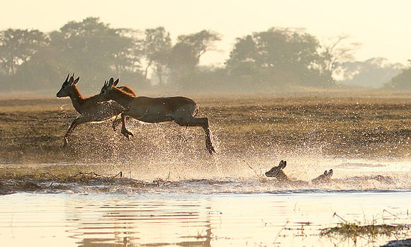 Kafue NP