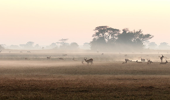 Lechwes in morning mist - Kafue NP