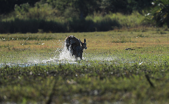 Kafue NP
