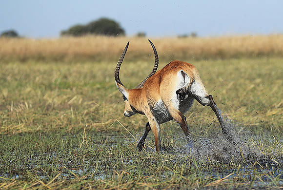 Kafue NP