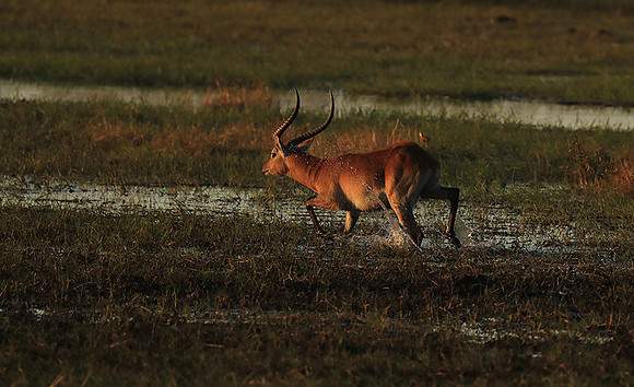Kafue NP