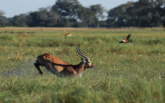 Kafue NP