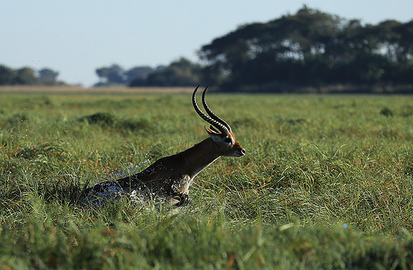 Kafue NP
