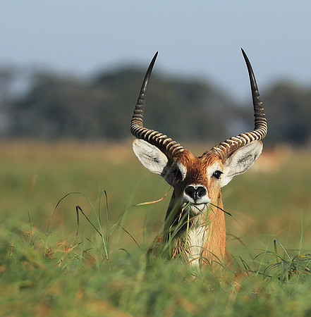 Kafue NP
