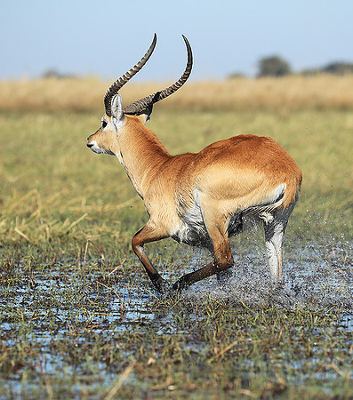 Kafue NP