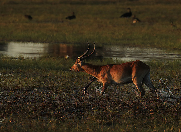 Kafue NP