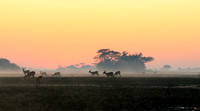 Lechwes in morning mist - Kafue NP