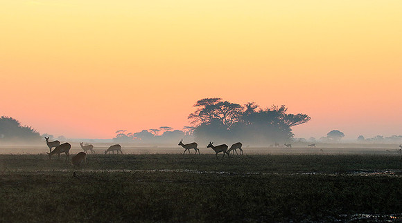 Lechwes in morning mist - Kafue NP