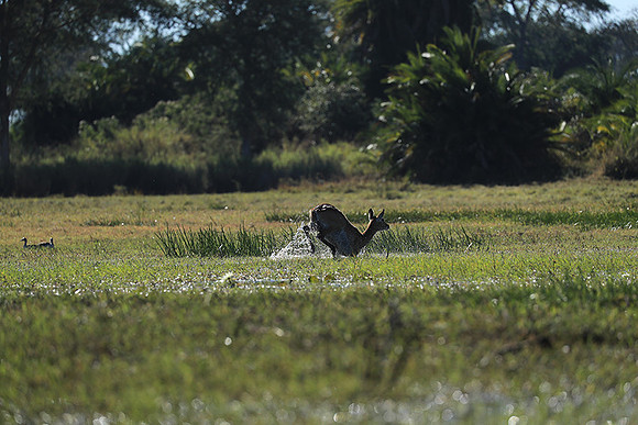 Kafue NP