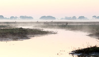Lechwes in morning mist - Kafue NP