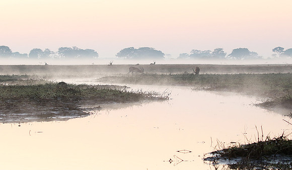 Lechwes in morning mist - Kafue NP