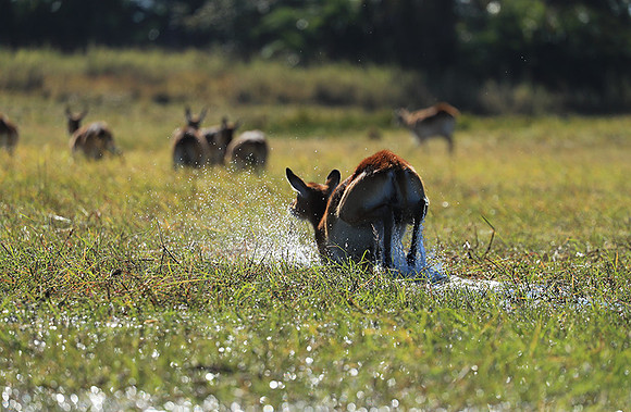 Kafue NP