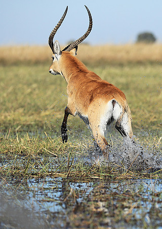 Kafue NP