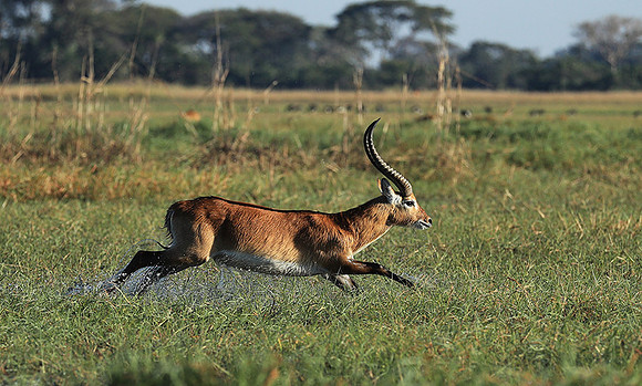 Kafue NP