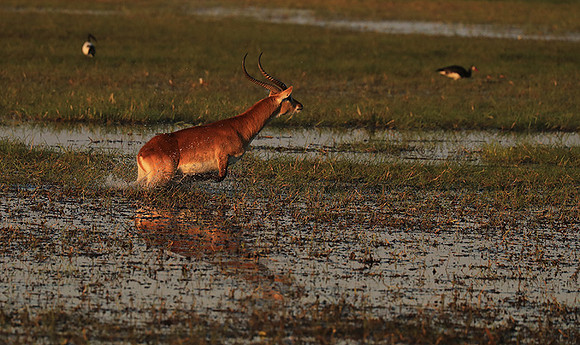 Kafue NP