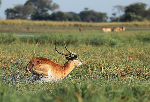 Kafue NP