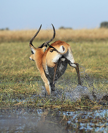 Kafue NP