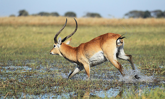 Kafue NP