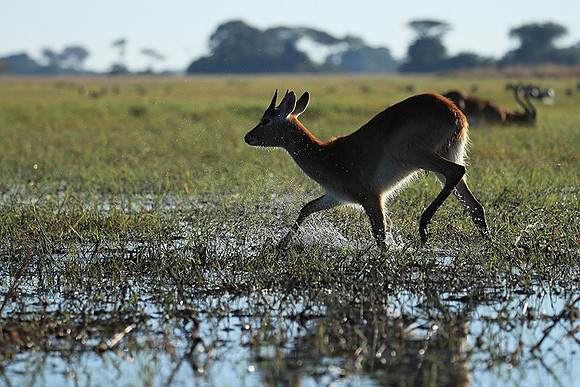 Kafue NP