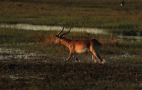 Kafue NP