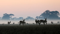 Lechwes in morning mist - Kafue NP