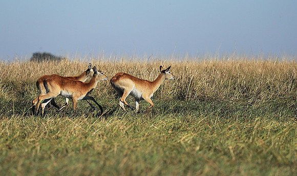 Kafue NP