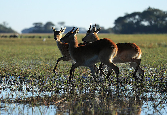 Kafue NP