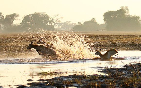 Kafue NP
