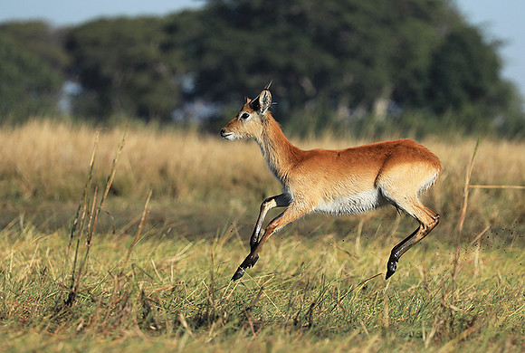 Kafue NP