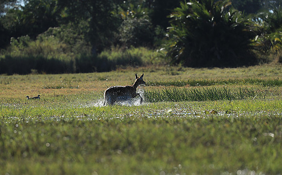 Kafue NP