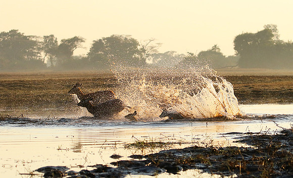 Kafue NP