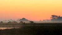 Lechwes in morning mist - Kafue NP