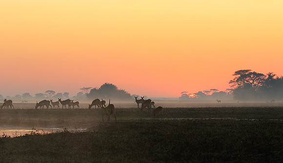 Lechwes in morning mist - Kafue NP